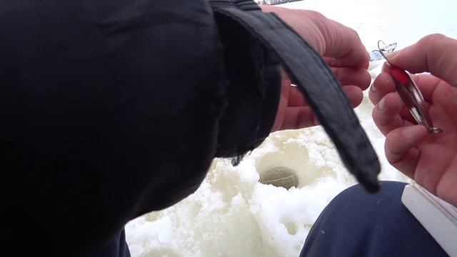 Январская оттепель  Ловля судака зимой. Отчет с рыбалки.