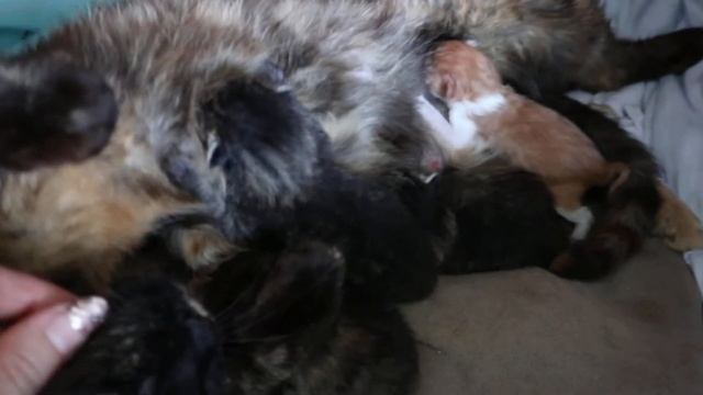 Кошка Даша кормит котят