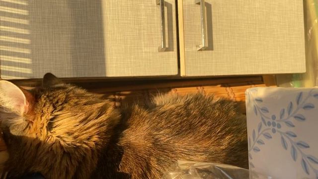 Мышь чешется на балконе