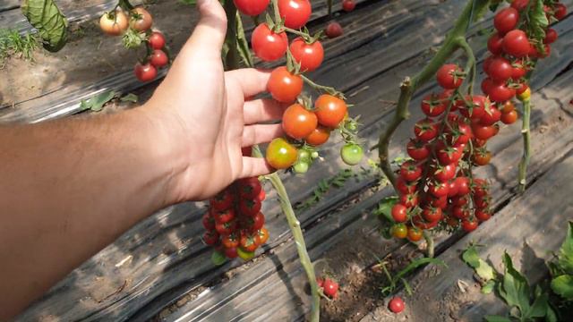 Прециозо.Качественный и урожайный черри