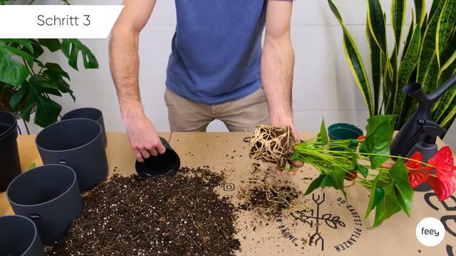 Wie Topfe Ich Eine Flamingoblume Um? - Umtopfen Mit Feey