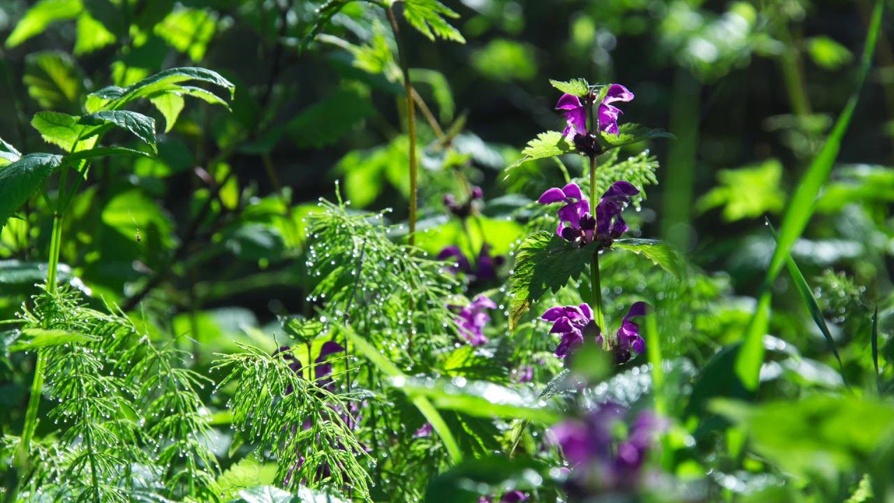 Утренние зарисовки