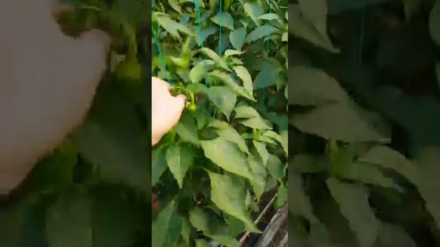 Вирусы у перца  были остановлены благодаря Вирону (Viron)
