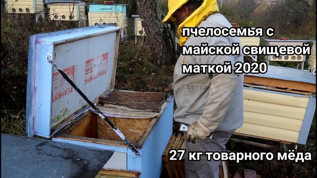 Жизнь пчел без лекарств. Итоги сезона 2020