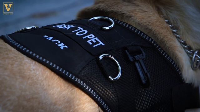 VUPD Implements First Community K-9 Patrol Team, Welcomes Yellow Lab Jack