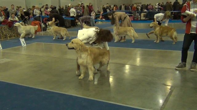 ЕВРАЗИЯ-2 24.03.2013 КОБЕЛИ КЛАСС: ЧЕМПИОНОВ+СРАВНЕНИЕ НА ЛК
