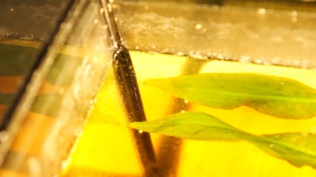 Жемчужный гурами 2 дня после выхода с икры