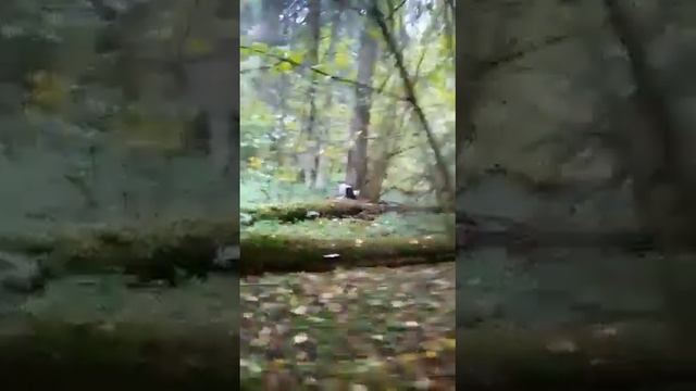 молодой кобель по белке