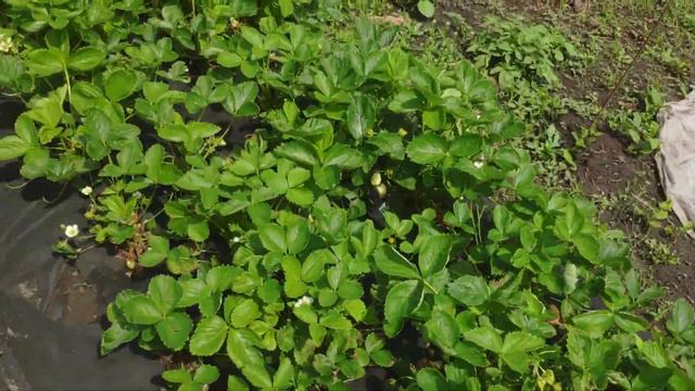 В ожидании клубники!