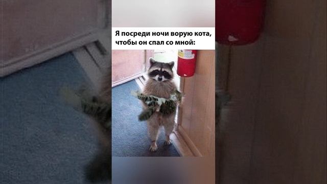 Ворую ? кота #мемы #анекдоты #приколы #ржака #угар #мем #смешно #смешно