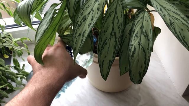 Как поливать цветы из бутылки / How To Water Flowers From A Bottle