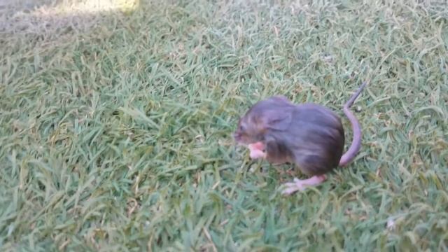 Мышка малышка