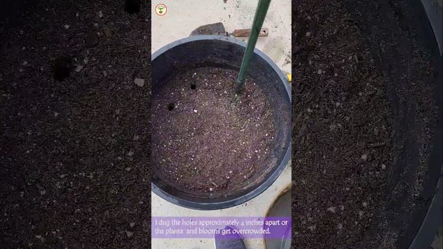Saffron Bulbs Planting For Fall 2023 #seedtolife #saffron #crocussativus #expensivefoods