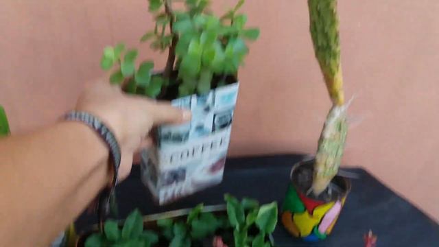 Reto Cumplido.Suculentas En Macetas Recicladas #retomismacetasrecicladas #suculentas  #RRR