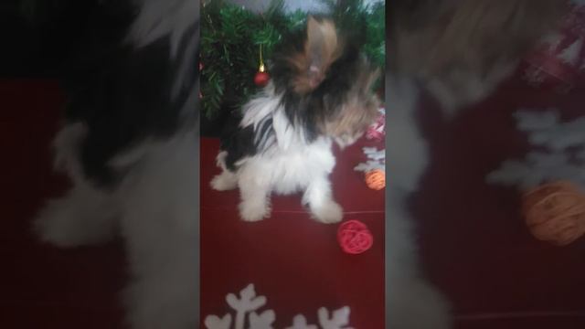 Девочка бивер,продажа