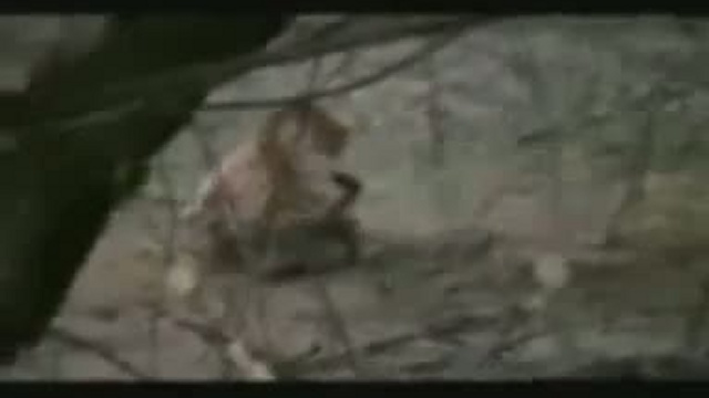 тигр против крокодила