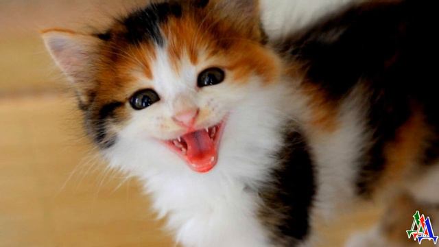 ТАНЯ и ДИК 2.15. Интересно, что Нерон устроит в новой квартире?