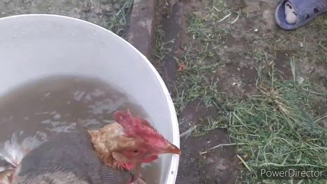 Как обработать кур от вшей и клещей !!!!