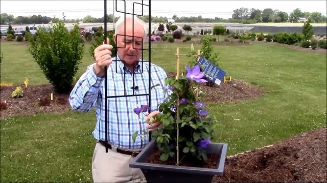 How To Grow Clematis In Containers//Tips From World Authority On Clematis, Raymond Evison!