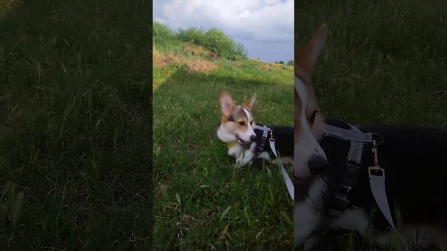 #вельшкоргипемброк ждём очереди пасти овец