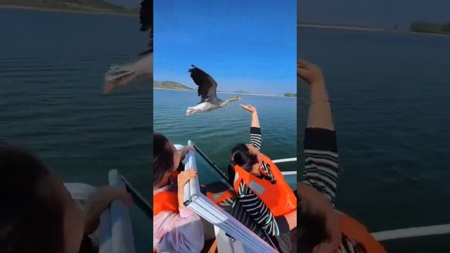 Fly Free Like A Bird! If You're Tired, Take A Break ....