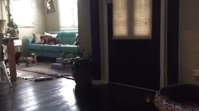 Chewy - Male Griffon Bruxellois Puppy Visiting His Friends