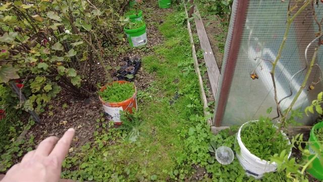 Выращивание томатов в ведрах / Что пошло не так?