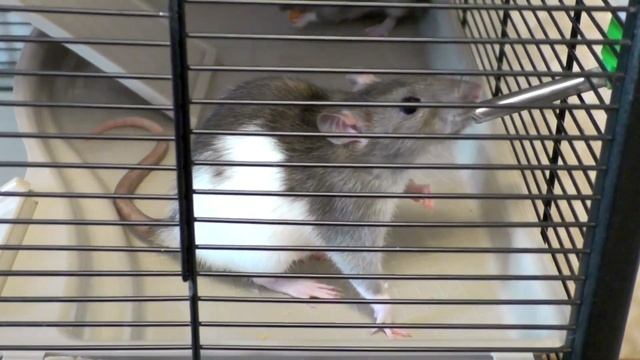 Диета для крыс при диабете