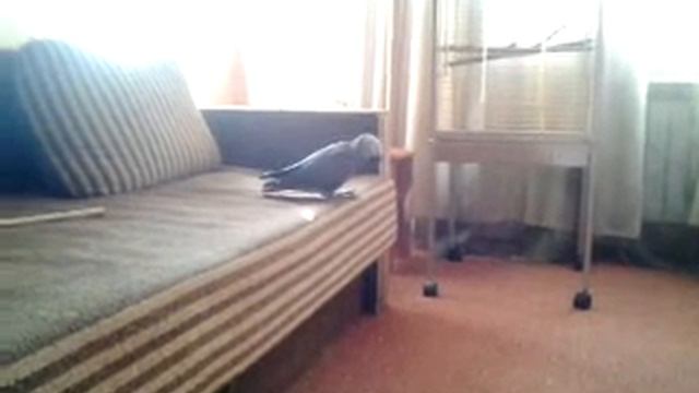 988f1c8468389a09d15a8d0a54a3f799