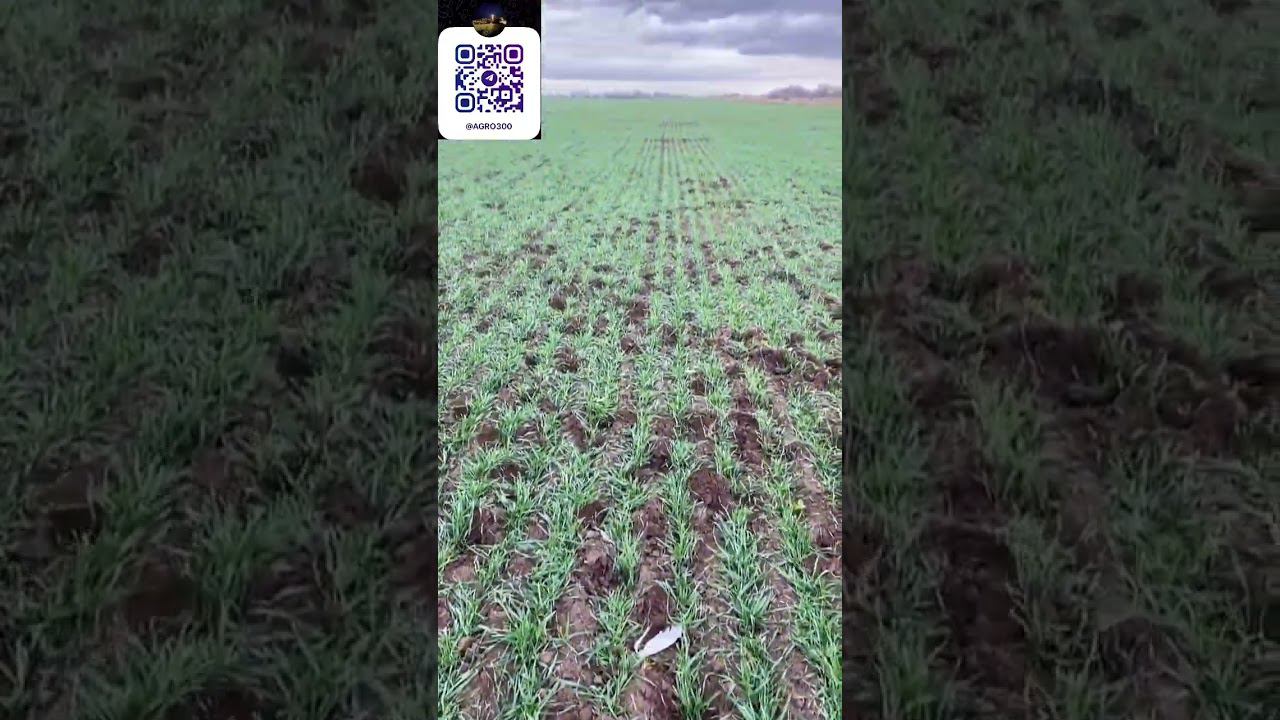 Вечный аттракцион. Https://t.me/agro300