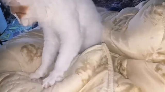 что делает кот? Турецкий ван -кот Буля.what Does The Cat Do?Turkish Van-cat Buliy.