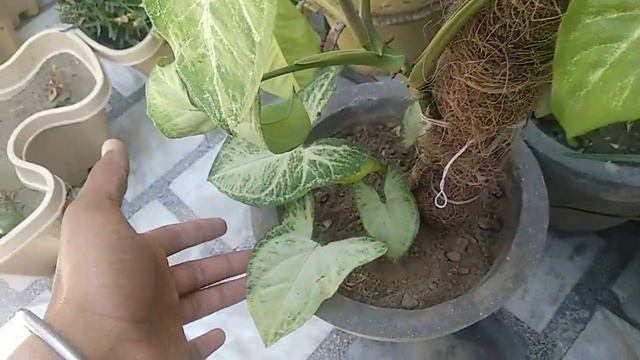 Syngonium Plant Care With Tips || Bloom Garden April, 20
