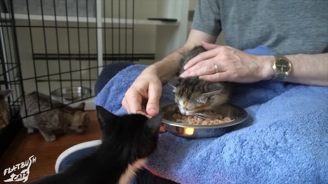 How To Socialize Feral Kittens