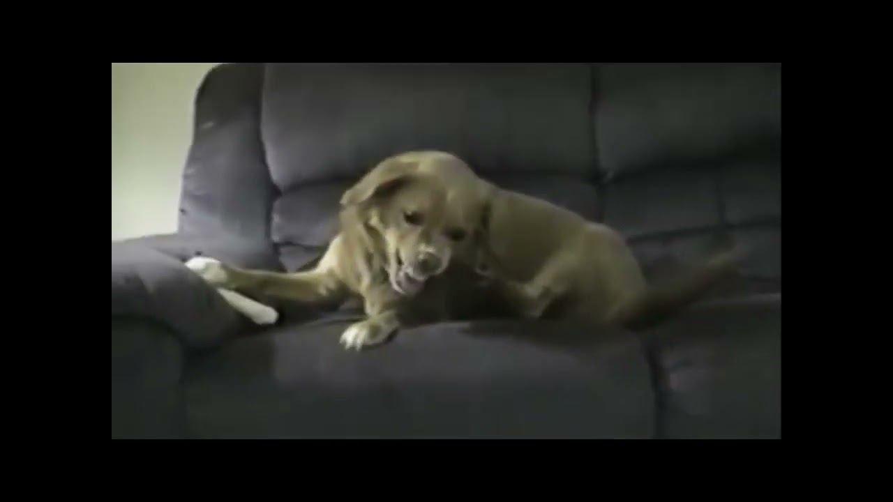 Собака против лап - с комментарием