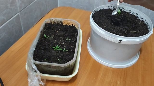 пересадка эустомы 💐