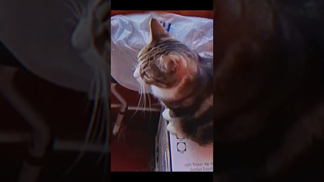 Я Люблю Этот Город но ..❄ Санкт-Петербург 20 апреля 2024 ❄ Мы всё равно  верим в лето. Кино - Город