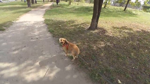 Спаниель Сёма апорт