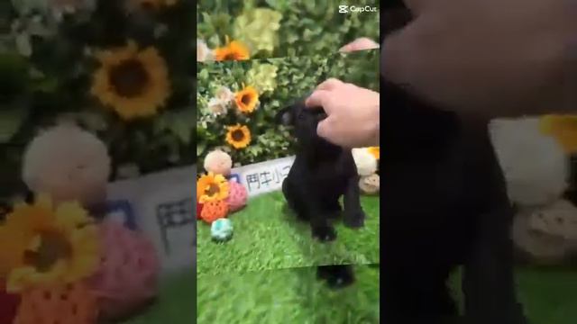 鬥牛小子犬舍~優質 短腿短身短鼻吻 大頭粗骨架 呆萌 八字筋 方頭 法國鬥牛犬    特寵業繁字第U1070228 #鬥牛小子犬舍 #營業登記47813464 #狗狗日常 #狗狗