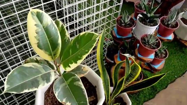 Ghost Plant Hunting At Sky Terraces Garden SM City Baguio || Ang Dami Palang Murang Halaman Dito