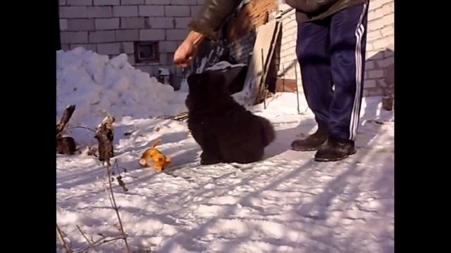 Королевич Елисей