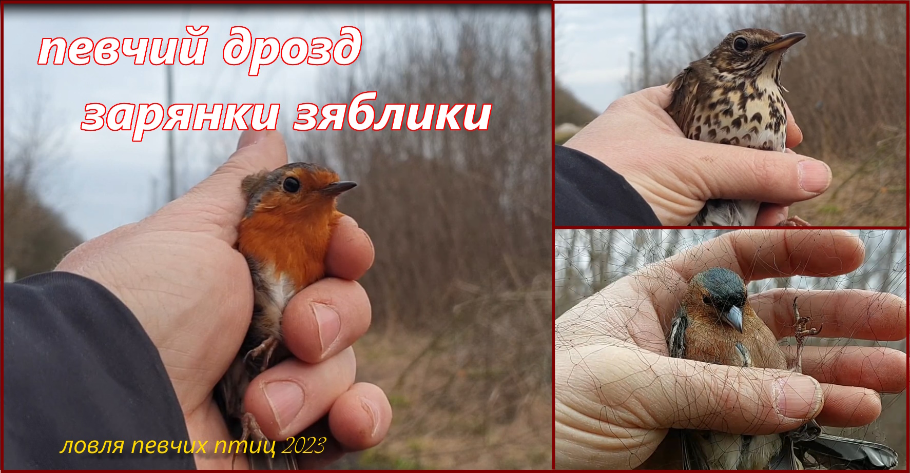 Ловля певчих птиц 2023. Пробный выход за дроздами в начале апреля.