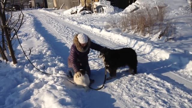 Жук (и Панда)