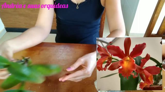 🔴FAÇA ESSE REPLANTE DE ORQUIDEA E TENHA  UM RESULTADO RAPIDO