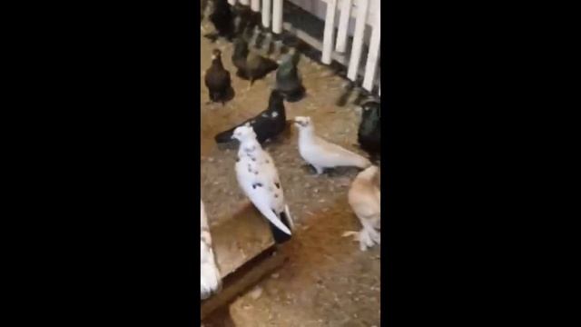 2 х чубые голуби в Новосибирске!