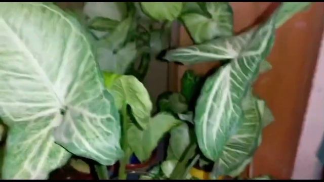 How To Grow Syngonium Plant At Home | Indoor Plant #indoorplant