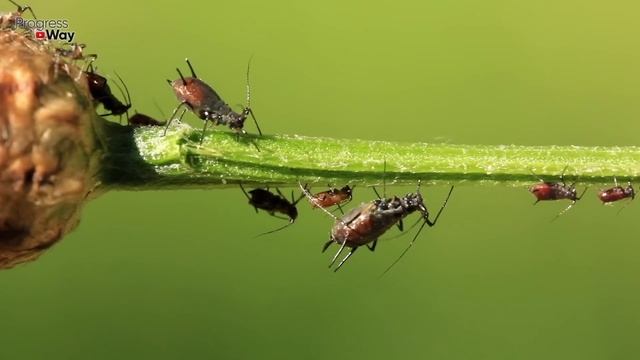 БЕЗОПАСНОЕ И НАДЁЖНОЕ СРЕДСТВО ОТ ТЛИ