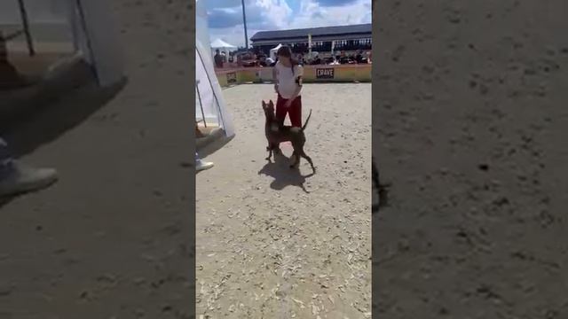 Тая тайский риджбек CACIB лучшая сука на выставке Мазовера 2021