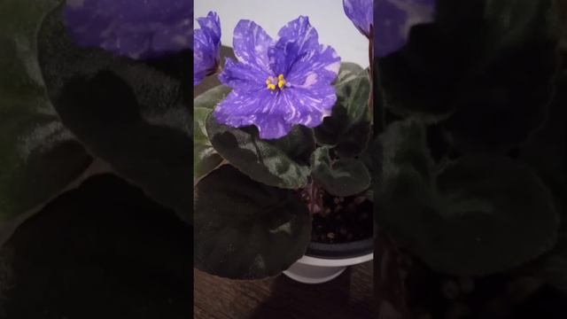 Фиалки. 10.07.2022