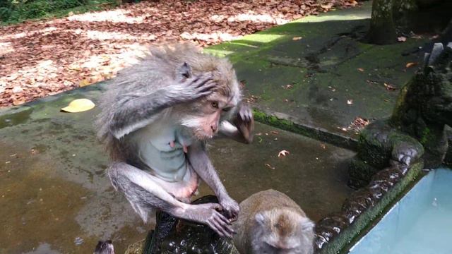 Обезьяны на Бали, купаются в собственном бассейне в лесу обезьян близ Убуда.