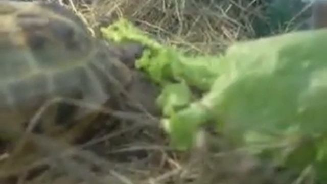 Грунечка кушает салатик:)